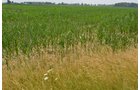 Property photo 11 - 51.5 Acres Offered in 5 tracts, 2 Farm Sites